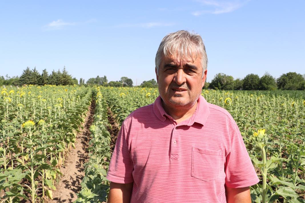 Yakıcı sıcaklardan dolayı kafa yapısı küçük kaldı! Hasat öncesi yaz yağmuru görmesi gerekiyor 2